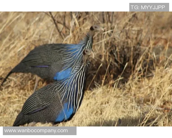 费尔明独特比喻展现队友风采特狮领袖卡萨多比特犬亚马尔最佳